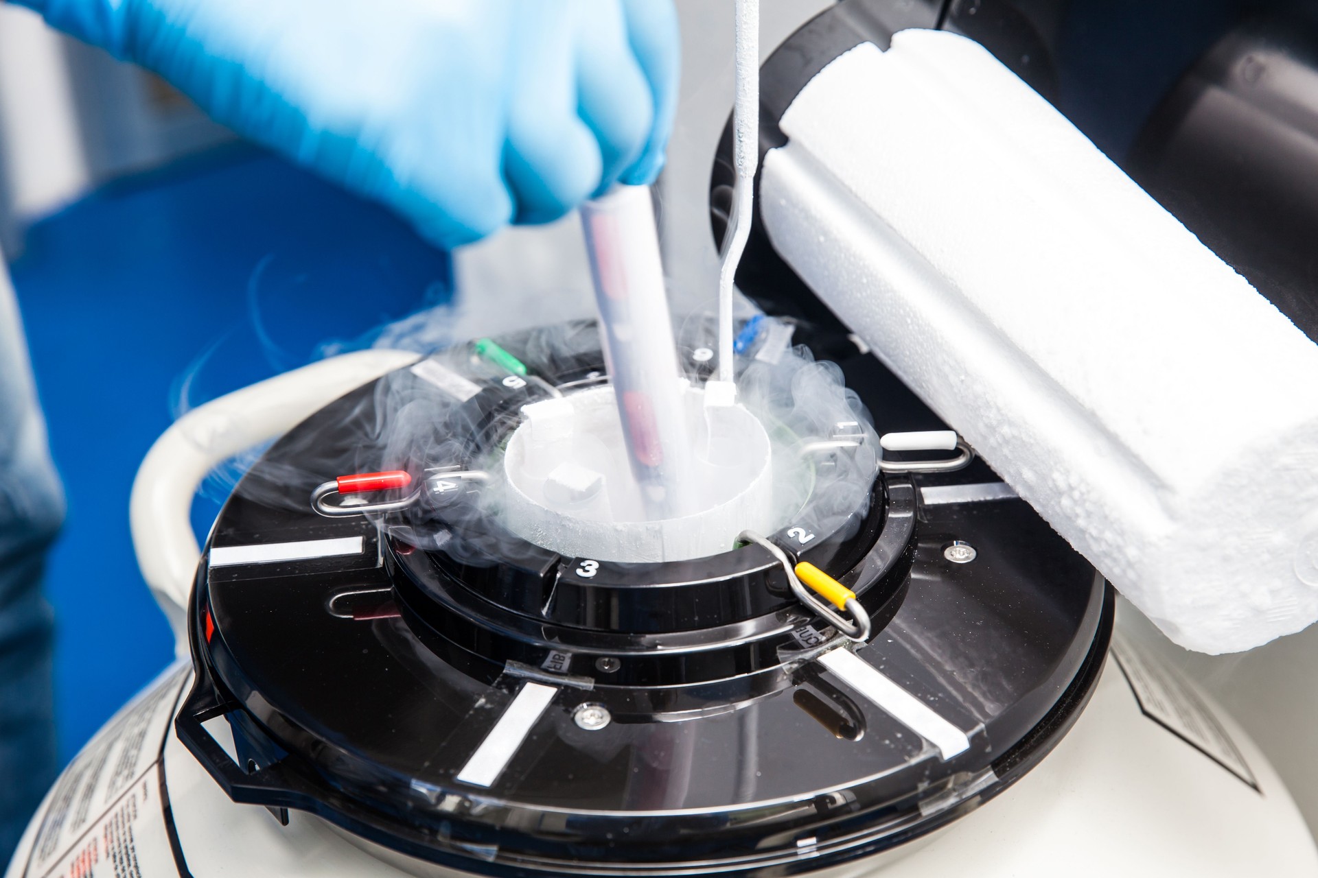 Cryopreservation of embryo