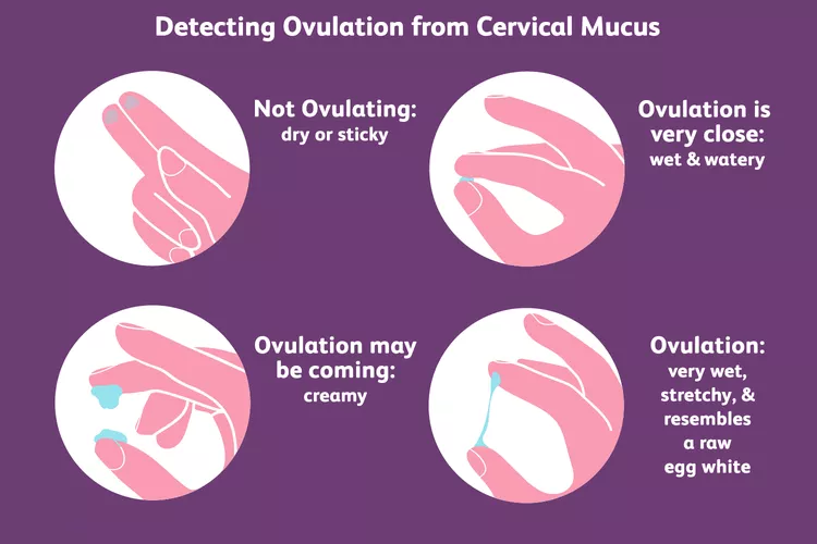What is Fertile Ovulation Discharge & Ovulation Phases? Complete Guide for Women in Patna