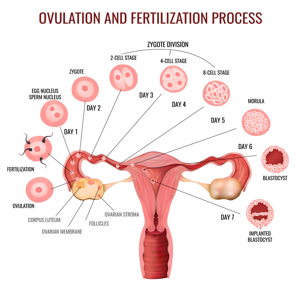 fertile ovulation cycle