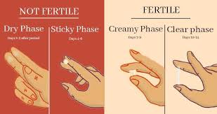 What is Fertile Ovulation Discharge & Ovulation Phases? Complete Guide for Women in Patna
